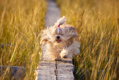 Protéger nos amis à fourrure: Les problèmes de chaleur pendant l'été pour nos chiens et chats, et comment les soulager