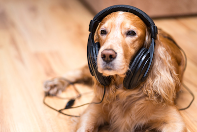 Musique pour animaux