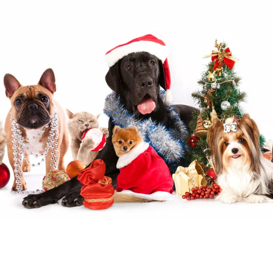 Noël avec Mon Chien : Un Guide Complet