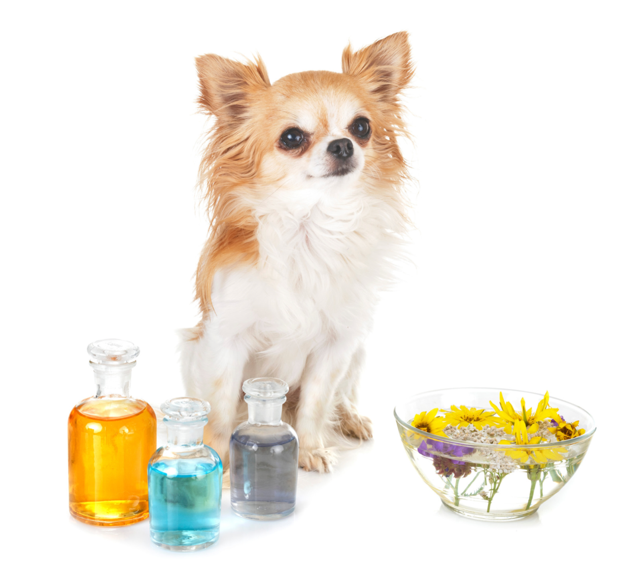 Phyto veto huiles essentielles chien chat