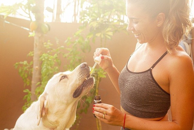 Les 5 principes de base en phytothérapie animale