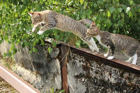 L'insuffisance urinaire chez le chat