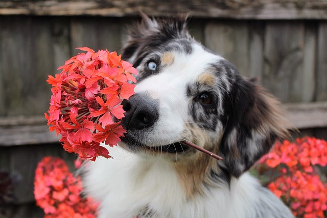 les aliments dangeureux nocifs pour chien et chat phyto véto