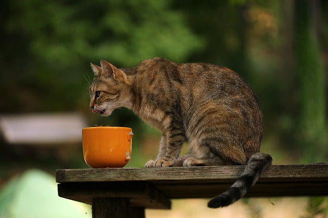 Alimentation Chats