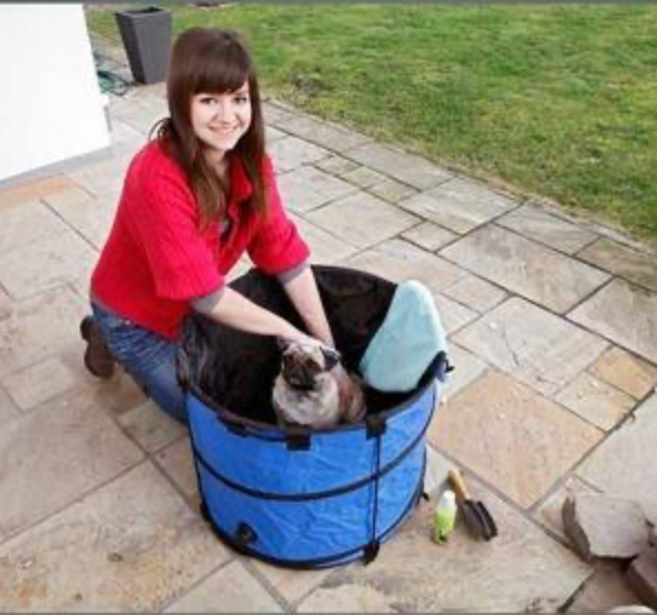 Piscine pour petits chiens