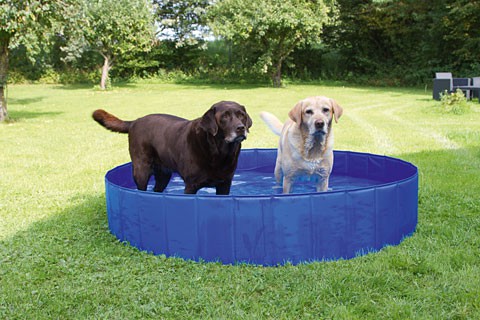 Piscine pour grand chiens